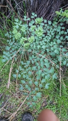 Thalictrum fendleri