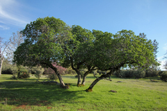Aesculus californica