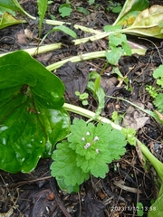 Lamium confertum