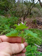 Lamium confertum
