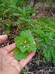 Lamium confertum