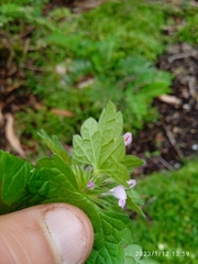 Lamium confertum