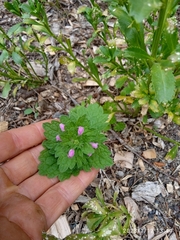 Lamium confertum