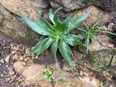 Dudleya lanceolata