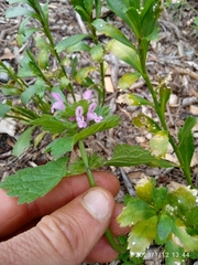 Lamium confertum