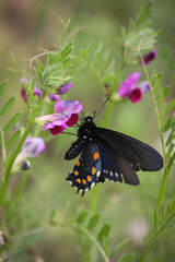 Battus philenor hirsuta