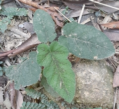 Rubus reflexus