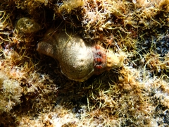 Ranella australasia