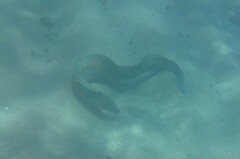 Gymnothorax favagineus