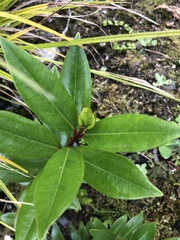 Metrosideros robusta