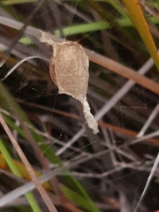 Argiope keyserlingi