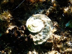 Lunella torquata
