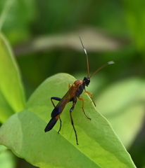 Ctenochares bicolorus