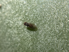 Drosophila repleta