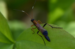 Ctenochares bicolorus
