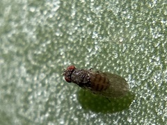 Drosophila repleta