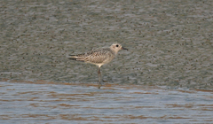 Pluvialis squatarola