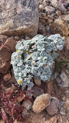 Psathyrotes ramosissima