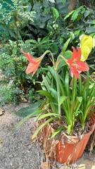 Hippeastrum striatum
