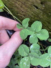 Trifolium repens