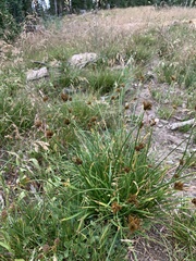 Carex ebenea