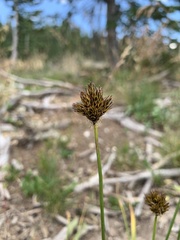 Carex ebenea
