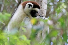 Propithecus verreauxi