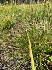 Carex leporinella