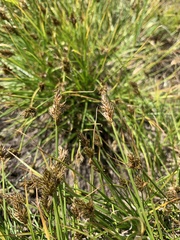 Carex leporinella