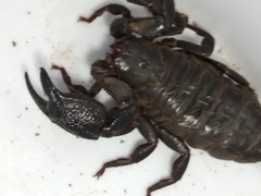 Opisthacanthus validus
