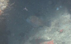 Canthigaster amboinensis