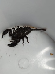 Opisthacanthus validus