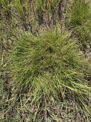 Carex leporinella
