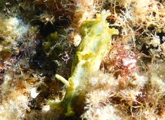 Aplysia oculifera