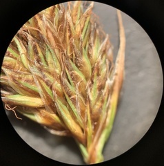 Carex leporinella