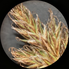 Carex leporinella