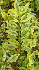 Duranta erecta