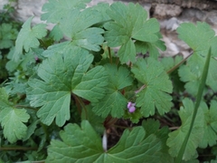 Geranium rotundifolium