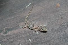 Hemidactylus parvimaculatus