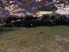 Cyprinoidei