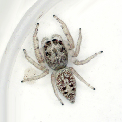 Opisthoncus polyphemus