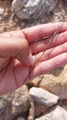 Aristida adscensionis
