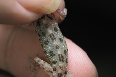 Hemidactylus parvimaculatus