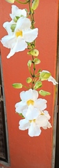 Thunbergia grandiflora