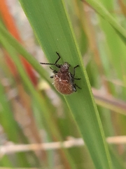 Metriolagria affinis