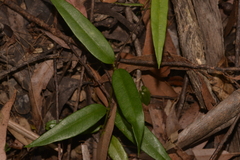 Parsonsia rotata