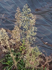 Erigeron sumatrensis