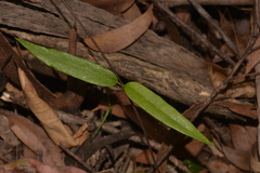 Parsonsia rotata