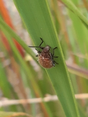 Metriolagria affinis