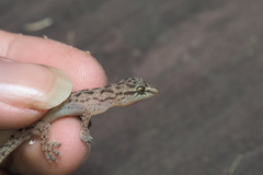 Hemidactylus parvimaculatus